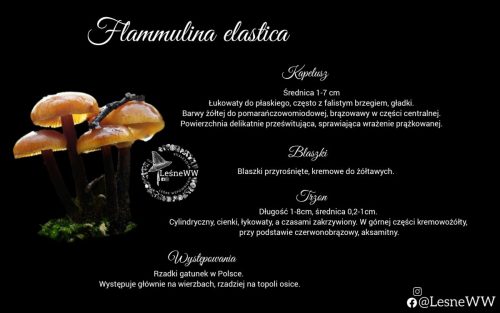 flammulina elastica