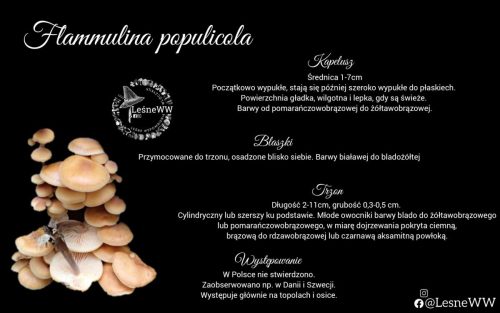 flammulina populicola