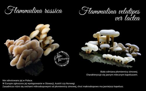 flammulina rossica i velutipes ver lactea