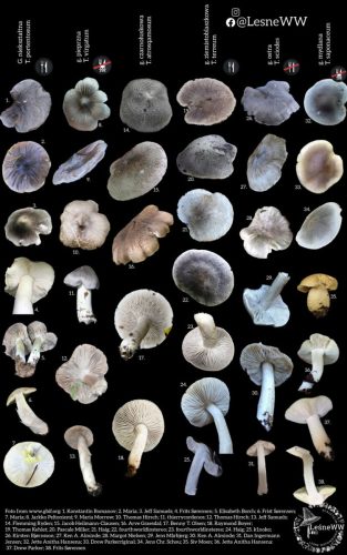 gąska niekształtna i inne o szarym kolorze