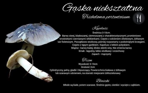 gąska niekształtna