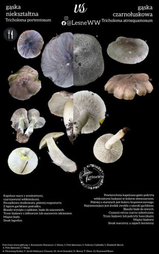 gąska nieształtna, a gąska czarnołuskowa