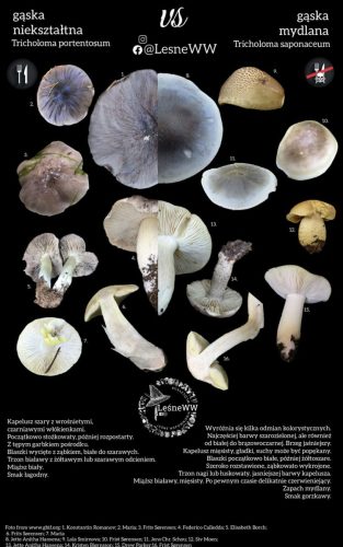 gąska nieształtna, a gąska mydlana