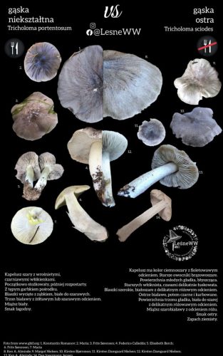 gąska nieształtna, a gąska ostra