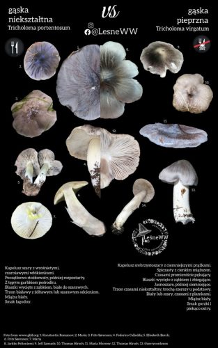 gąska nieształtna, a gąska pieprzna