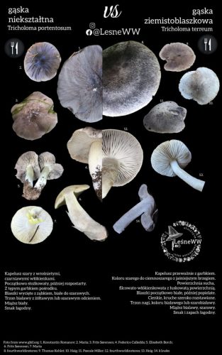 gąska nieształtna, a gąska ziemistoblaszkowa