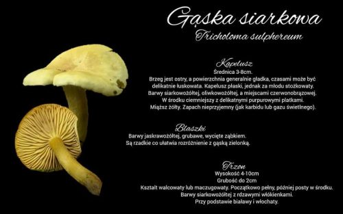 gąska siarkowa