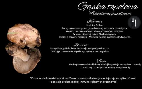 gąska topolowa