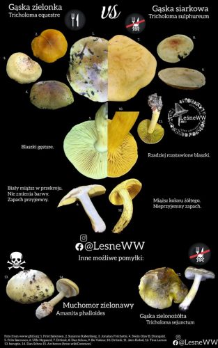 gąska zielonka, a gąską siarkowa