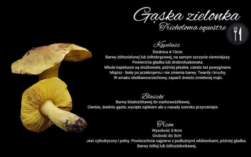 gąska zielonka