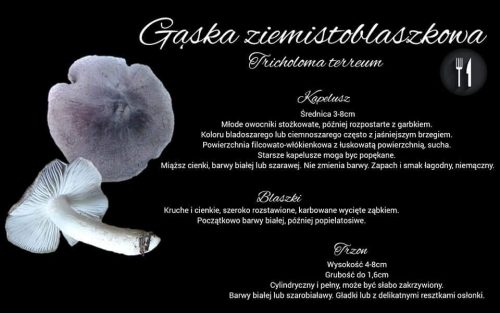 gąska ziemistoblaszkowa