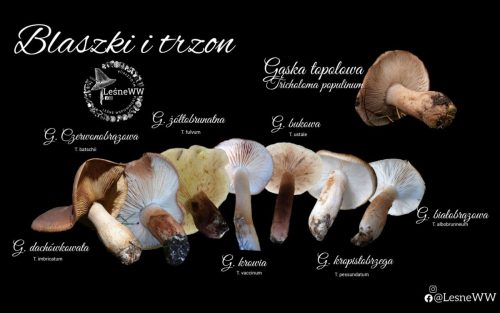 gąski brązowe hymenofor