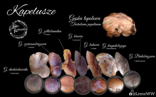 gąski brązowe kapelusz