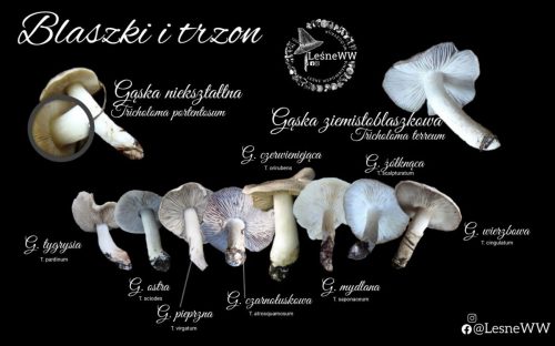 gąski szare hymenofor