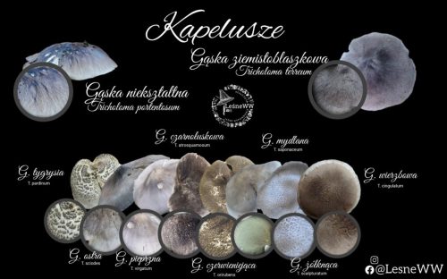 gąski szare kapelusz