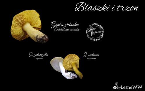 gąski żółte hymenofor