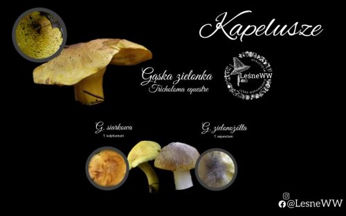 gąski żółte kapelusz