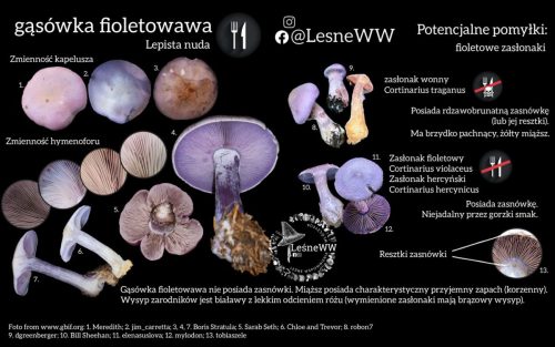 gąsówka fioletowawa, a inne fioletowe grzyby