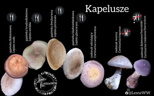 gąsówka fioletowawa, a inne podobne grzyby (2)