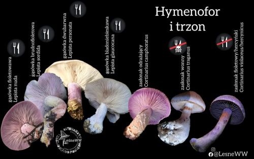 gąsówka fioletowawa, a inne podobne grzyby