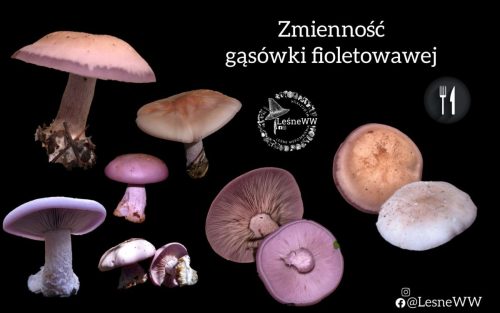 gąsówka fioletowawa, a jej zmienność