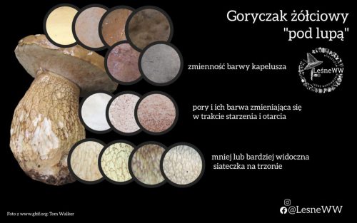 goryczak żółciowy i kilka cech charakterystycznych