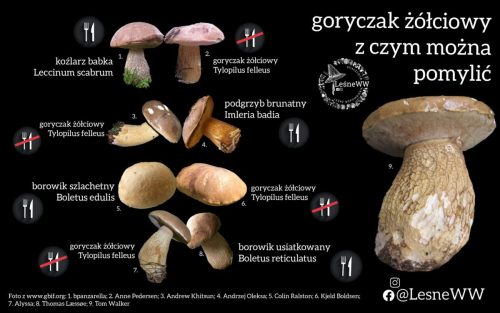 goryczak żółciowy, pod kogo się najczęściej podszywa