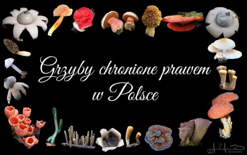 grzyby chronione w polsce (2)