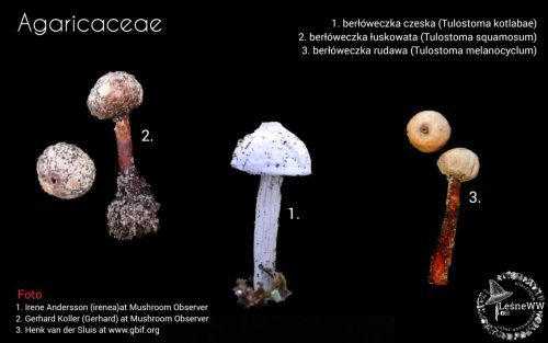grzyby chronione w polsce agaricaceae (2)