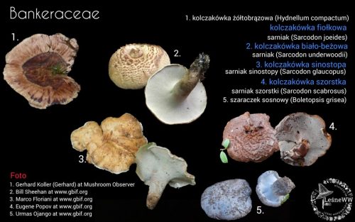 grzyby chronione w polsce bankeraceae (2)