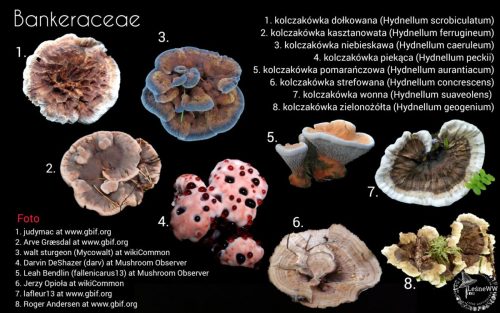 grzyby chronione w polsce bankeraceae