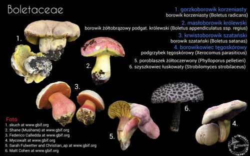 grzyby chronione w polsce boletaceae
