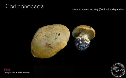 grzyby chronione w polsce cortinariaceae