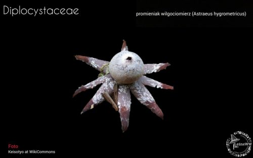 grzyby chronione w polsce diplocystaceae