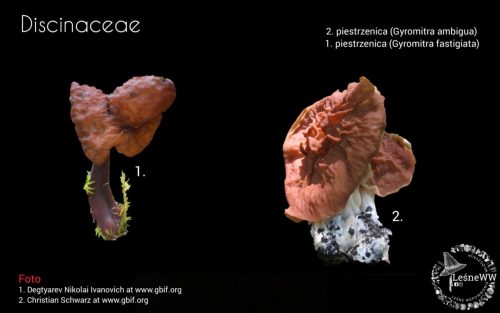 grzyby chronione w polsce discinaceae