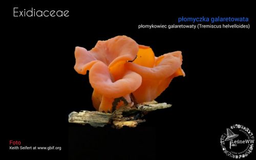 grzyby chronione w polsce exidiaceae