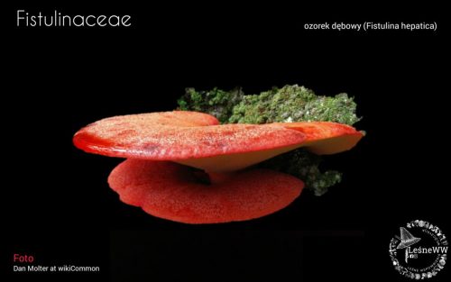 grzyby chronione w polsce fistulinaceae
