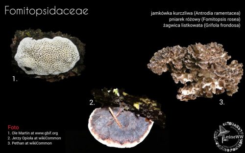 grzyby chronione w polsce fomitopsidaceae (2)