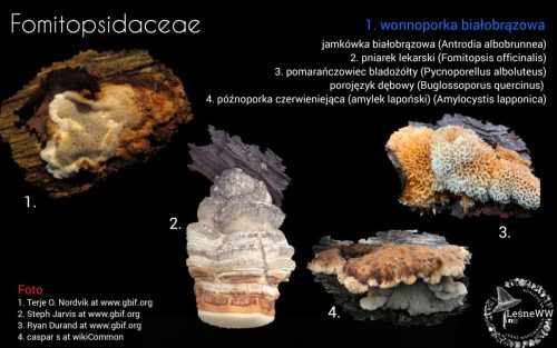 grzyby chronione w polsce fomitopsidaceae