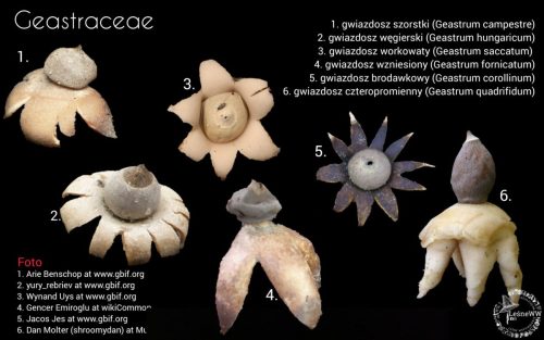 grzyby chronione w polsce geastraceae (2)