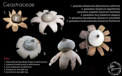 grzyby chronione w polsce geastraceae