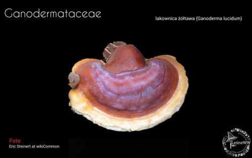 grzyby chronione w polsce gonodermataceae