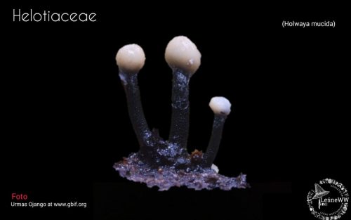 grzyby chronione w polsce helotiaceae