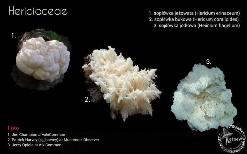 grzyby chronione w polsce hericiaceae