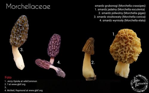 grzyby chronione w polsce morchellaceae (2)