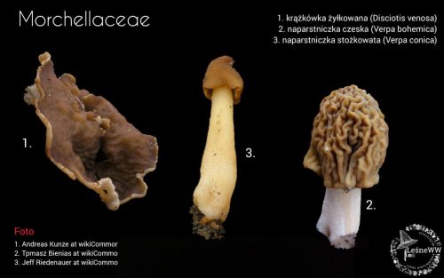 grzyby chronione w polsce morchellaceae