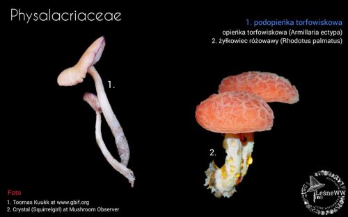 grzyby chronione w polsce physalacriaceae