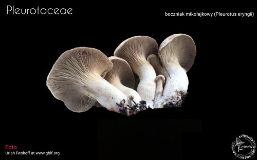 grzyby chronione w polsce pleurotaceae