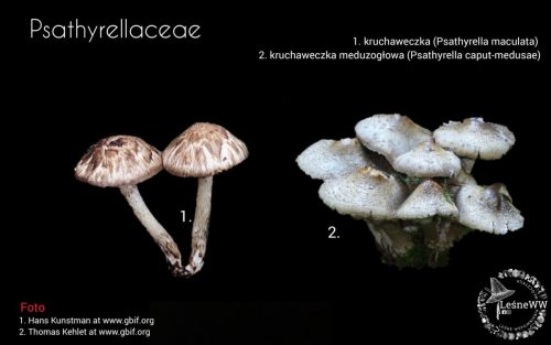 grzyby chronione w polsce psathyrellaceae