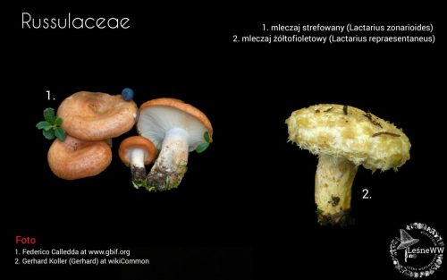 grzyby chronione w polsce russulaceae